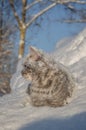 Cat in the snow is on the snowdrift Royalty Free Stock Photo