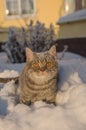 Cat in the snow is on the snowdrift Royalty Free Stock Photo