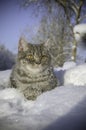 Cat in the snow is on the snowdrift Royalty Free Stock Photo