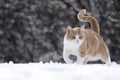 Cat walking in snow