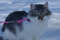 Cat on the snow