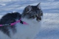 Cat on the snow