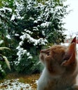Cat and snow