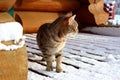 Cat in the snow, winter, wooden house