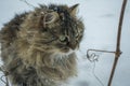 Cat in snowflakes