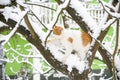 Cat on a snowy tree, snowfall in the city