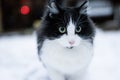 Cat in snowy winter background Royalty Free Stock Photo