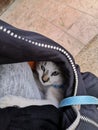 Cat snuggles in the jacket