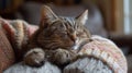 Cat snuggling with owner Royalty Free Stock Photo