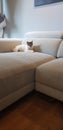 Cat sofa sitting grey background Royalty Free Stock Photo