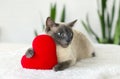 Cat with soft plush heart toy.  Love, Valentine day, pets friendly and care concept. Selective focus Royalty Free Stock Photo