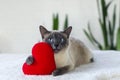 Cat with soft plush heart toy. Love, Valentine day, pets friendly and care concept. Selective focus