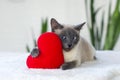 Cat with soft plush heart toy.  Love, Valentine day, pets friendly and care concept. Selective focus Royalty Free Stock Photo