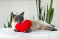 Cat with soft plush heart toy.  Love, Valentine day, pets friendly and care concept. Selective focus Royalty Free Stock Photo