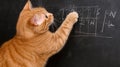 Cat Solving Math Problem on Blackboard Orange tabby cat chalkboard math equation learning intelligence A playful feline