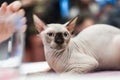 Cat sphinx without hair no, at table, Veterinary Clinic