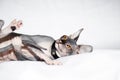 Cat Sphinx and his tail on a white background. Royalty Free Stock Photo