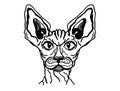 Cat sphynx portrait. Vector cat animal handdrawn illustration isolated on white