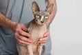 Cat Sphynx pet in a vet hands closeup on white background Royalty Free Stock Photo