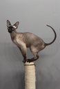 Cat sphynx peterbald bald cat housecat hairless cat posing