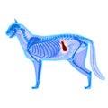 Cat Spleen - Felis Catus Anatomy - isolated on white Royalty Free Stock Photo