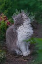 Cat sitting in a flower field. Kitten with flowers outdoors Royalty Free Stock Photo