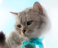 Cat On Spring Cute Funny British Cat white grey Cats Spring Cats Royalty Free Stock Photo