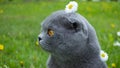 Cat and spring flowers Royalty Free Stock Photo