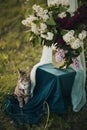 Cat spring Still life sunset Royalty Free Stock Photo