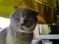 Grey cat on a windowsill. The cat squeezed his eyes shut. Gray cat on a background of green curtains Close-up Scottish Fold Portra