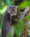 Cat and a squirrel Royalty Free Stock Photo