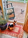 Cat and squirrel eyeing each other through a sliding glass door Royalty Free Stock Photo