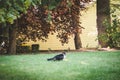 Cat and squirrel in the yard. Royalty Free Stock Photo
