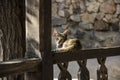 Cat in St Khor Virap in Ararat valley in Armenia Royalty Free Stock Photo