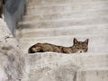 Cat on the staircase