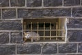 Cat stalking through bars in basalt wall