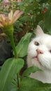 The cat is stalking Chinese grasshopper under the leaf of flower