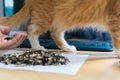 Cat stand on the table next to the computer