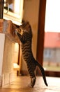 Cat standing