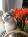 Cat with Flowers