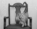 Cat standing on a chair, funny photo of domestic cat on old style chair in black and white. Kitten Royalty Free Stock Photo