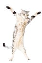 Cat are standing and dancing Royalty Free Stock Photo