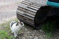 Cat standing in the front of the track