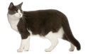 Cat standing in front of white background Royalty Free Stock Photo