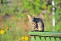 A cat is standing on a garbage can