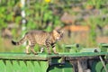 A cat is standing on a garbage can