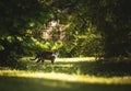 Cat standing in garden with lush foliage Royalty Free Stock Photo