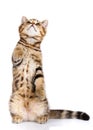 Cat standing on his hind legs isolated Royalty Free Stock Photo