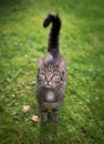 Cat standing on the lawn Royalty Free Stock Photo