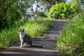 Cat standing on pathway in tall grass